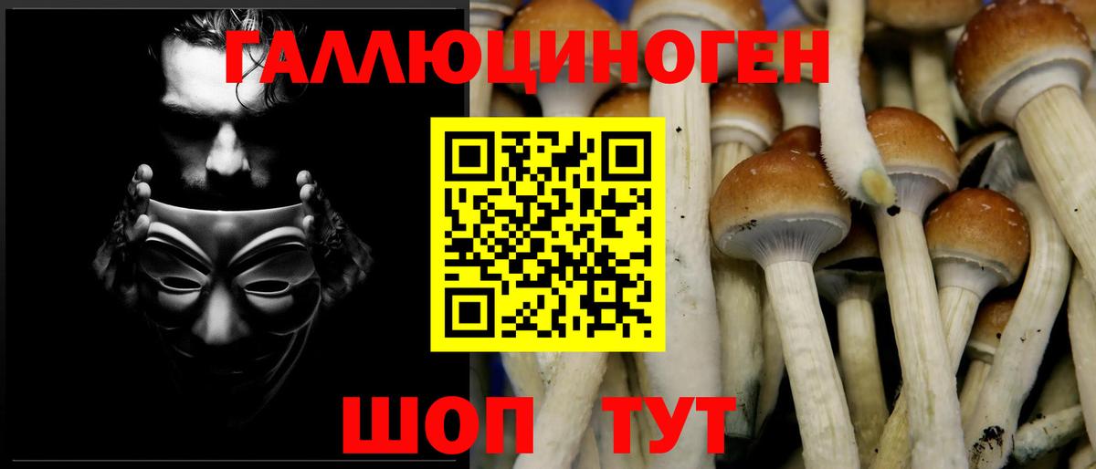 купить закладку  Псилоцибиновые грибы Cubensis  Вход с VPN  Грозный 